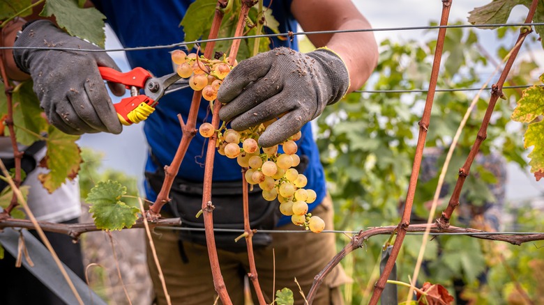 Wine harvesting in Lavaux, Switzerland