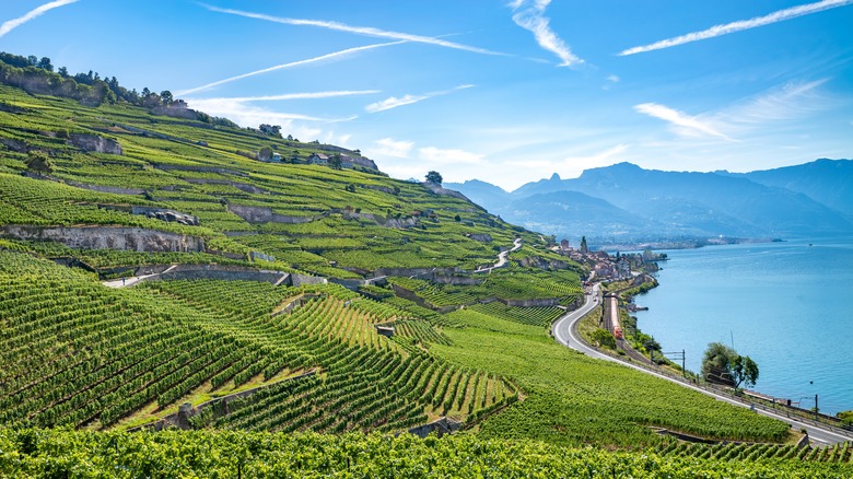 Terraced vineyards