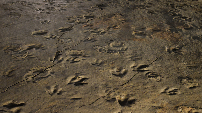 dinosaur tracks in Connecticut River Valley