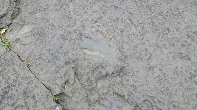 therapod dinosaur footprint in Pioneer Valley, Massachusetts