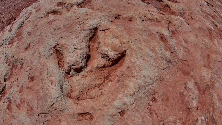 a fossilized dinosaur footprint similar to Pioneer Valley