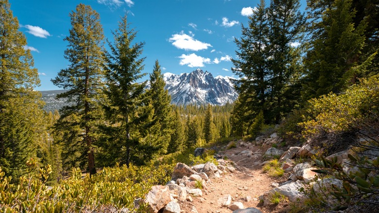 Trail with trees and snowy mountains