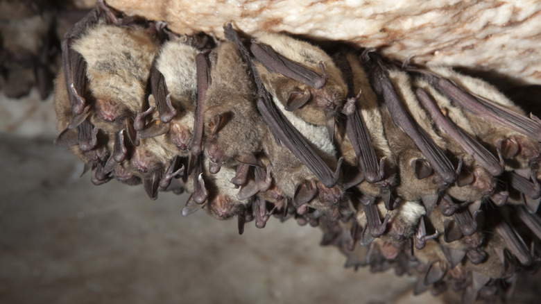 A large group of cave myotis bats hanging from the cave ceiling in Alabaster Caverns State Park, Oklahoma