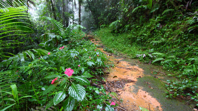 A path through Toro Negro State Forest