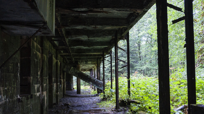 An overgrown walkway at Treadwell Ruins near Juneau, Alaska