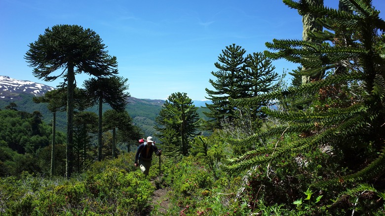 Hiker in monkey puzzle tree forest