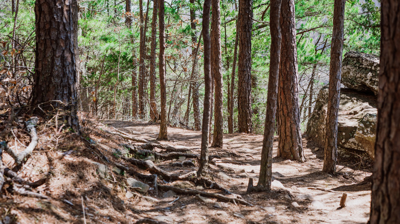 Whitaker Point Trail from a tree-lined route view