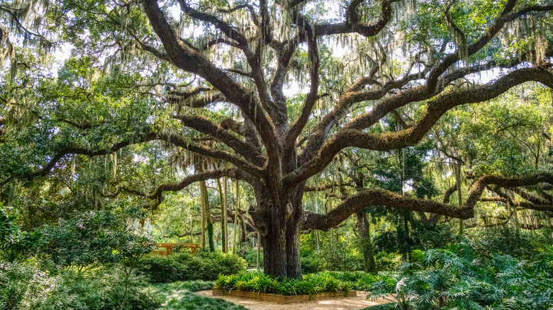 Massive oak tree in Washington Oaks Gardens State Park covered in Spanish moss