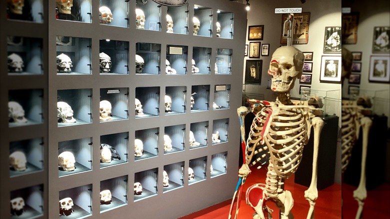 Skull display at Museum of Death, Hollywood