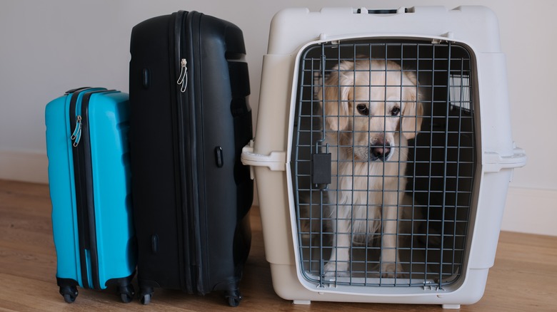 anxious golden retriever crated luggage