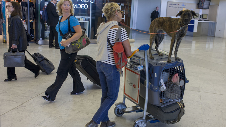 dog riding on top of baggage cart