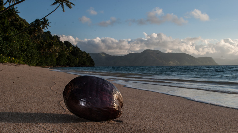 Kadavu Island Fiji coconut beach