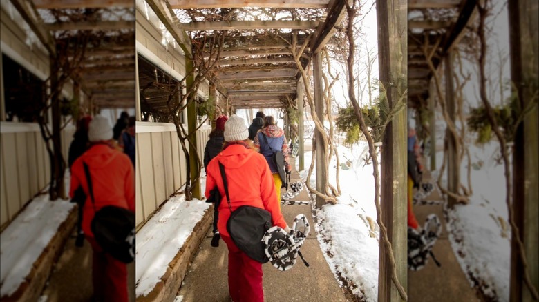 Snowshoers walking beneath frozen vineyards