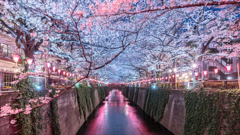 Cherry blossoms along a river lit up at night for tourists to see