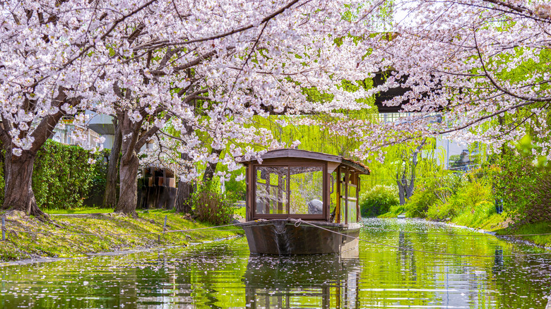 Cherry blossom trees leaning over a river with a boat