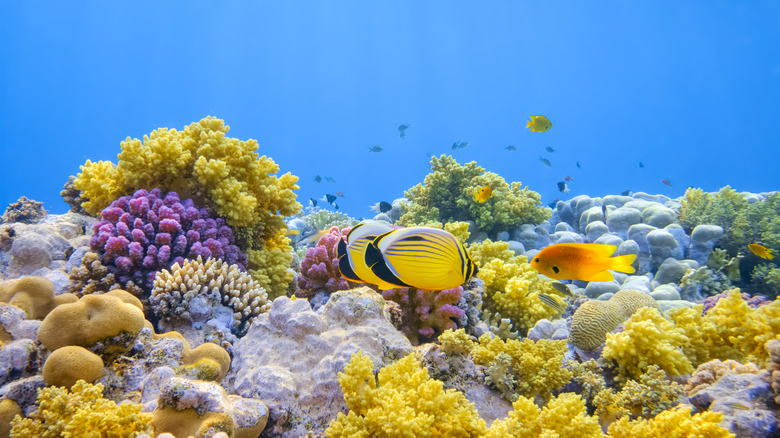 vibrant coral reef ecosystem