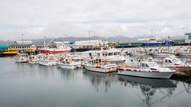 Boats in the harbor of Höfn in Iceland