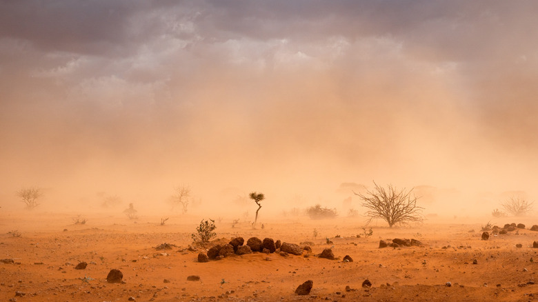 Climate-induced sand storm on an East African savanna