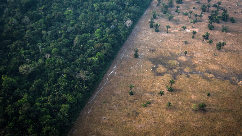 Aerial view of the Amazon rainforest, entirely deforested on one side