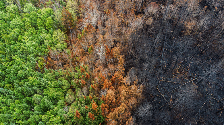 Aerial photo of forest charred by wildfire