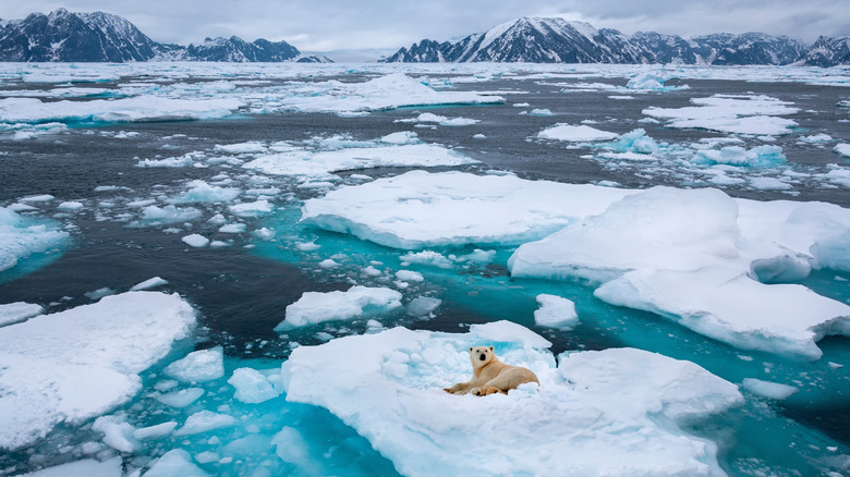 Polar bear on Arctic ice cap