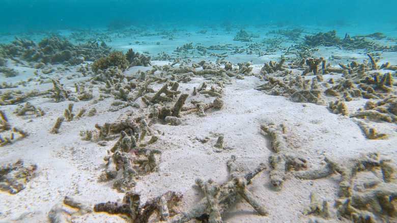 Dead coral bleached by rising temperatures in the Maldives