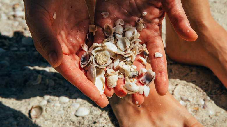 Hands holding seashells 