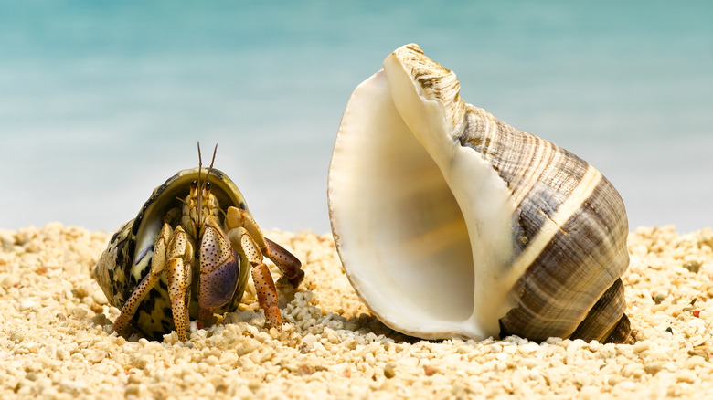 Hermit crab beside bigger shell