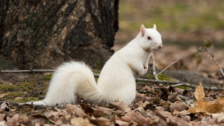 A white squirrel outside in Olney, Illinois