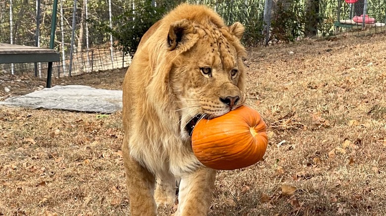 A liger at Turpentine Creek Wildlife Refuge biting a pumpkin