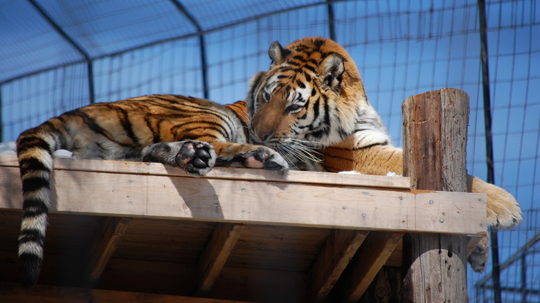 A tiger laying on a wooden platform at Turpentine Creek Wildlife Refuge