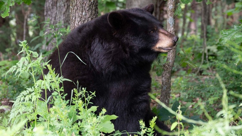 A black bear sitting in the woods at Turpentine Creek Wildlife Refuge