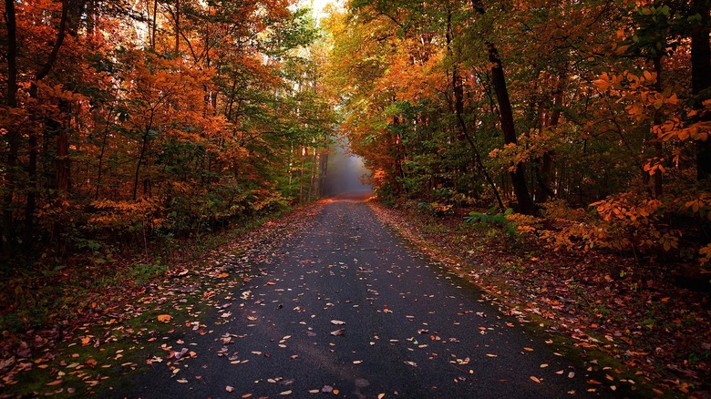 Indiana trail in full autumn colors