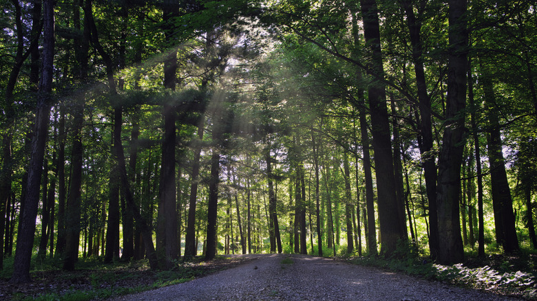 Sun shining through trees onto path