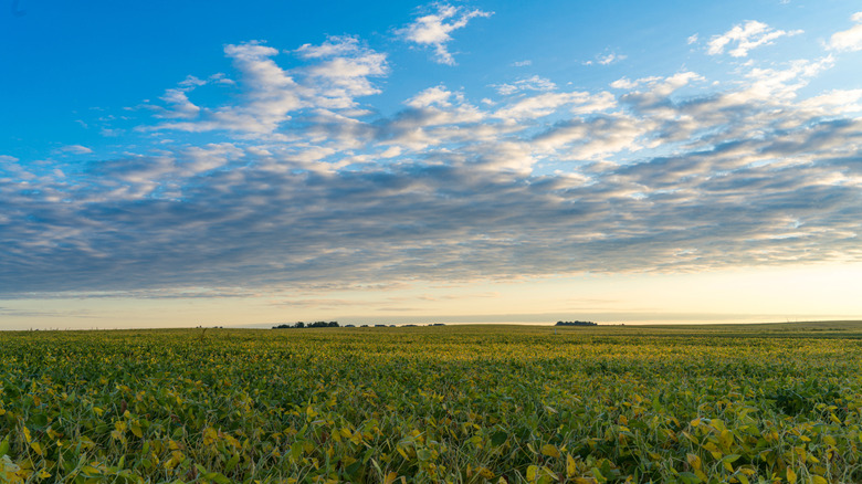 Flat Indiana landscape blue sky and green field