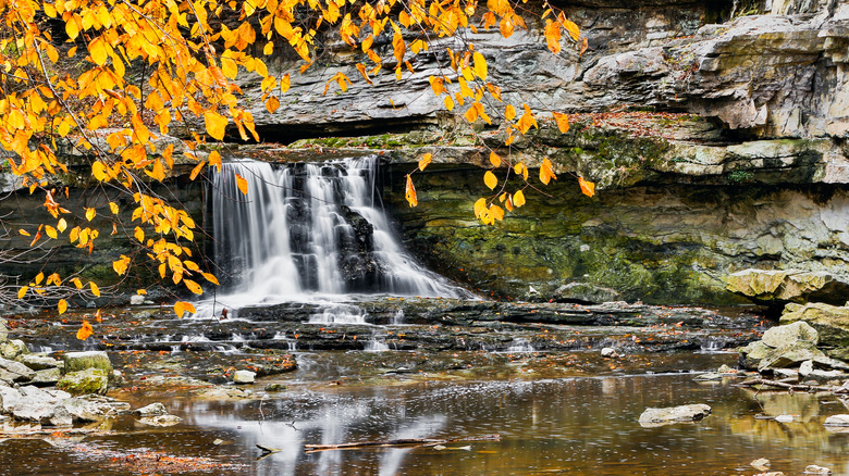 Golden leaves over a waterfall stream