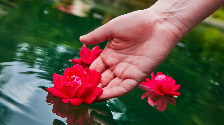 A close-up of a rose in the Sunken Garden's magestic U-shaped pond