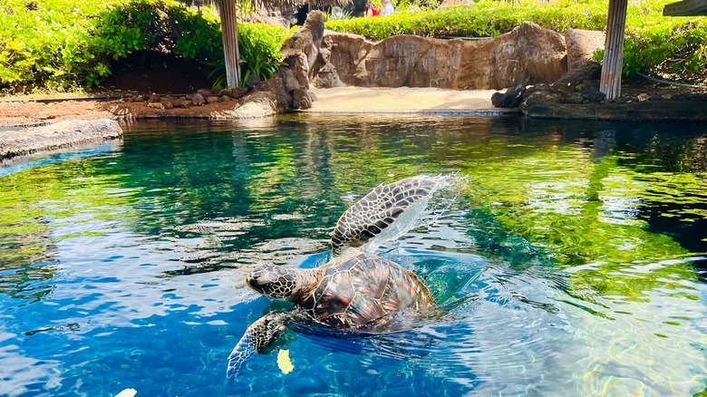 Green sea turtle in pool