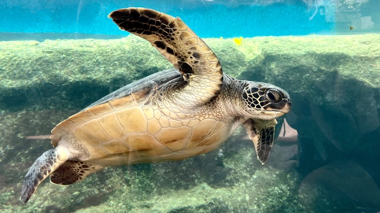 Sea turtle swimming