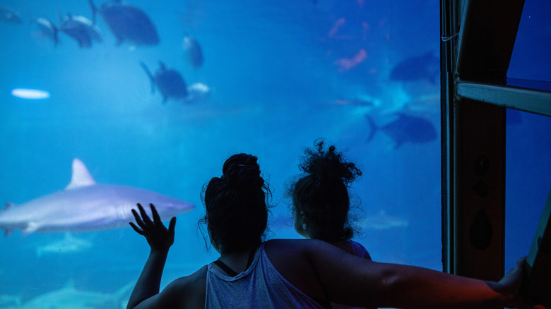 Guests watching a shark