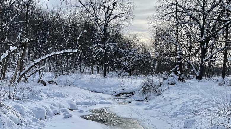 Iowa's Swiss Valley Nature Preserve covered in snow