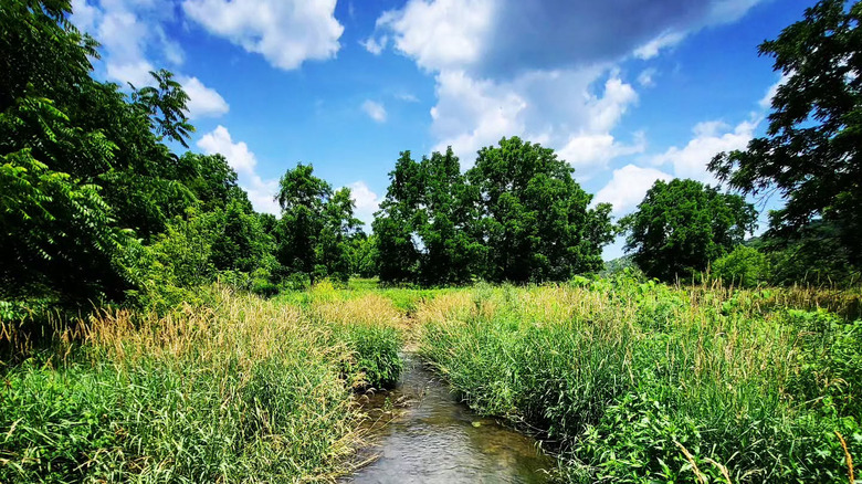 Swiss Valley Nature Preserve creek and forest landscape