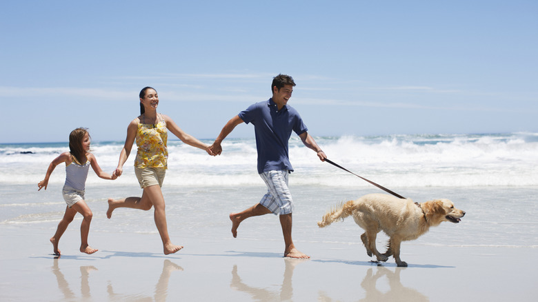 Family running on the sand with their dog at the beach