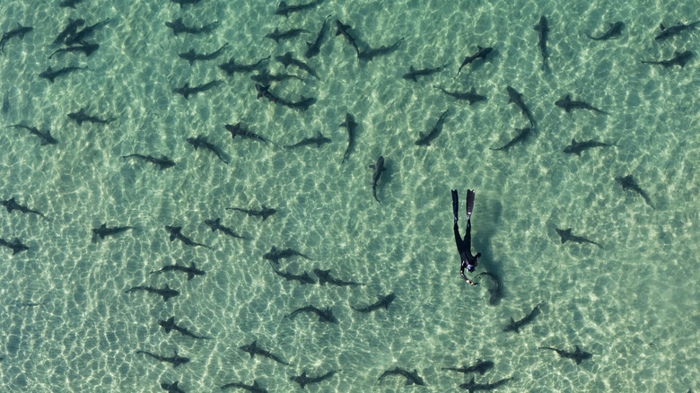 Snorkler surrounded by friendly sharks