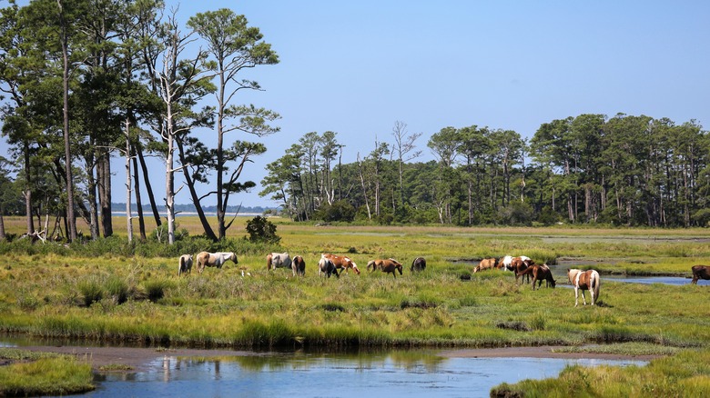 See the Chincoteague ponies