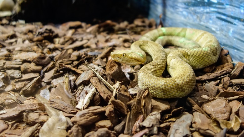 Golden lancehead snake