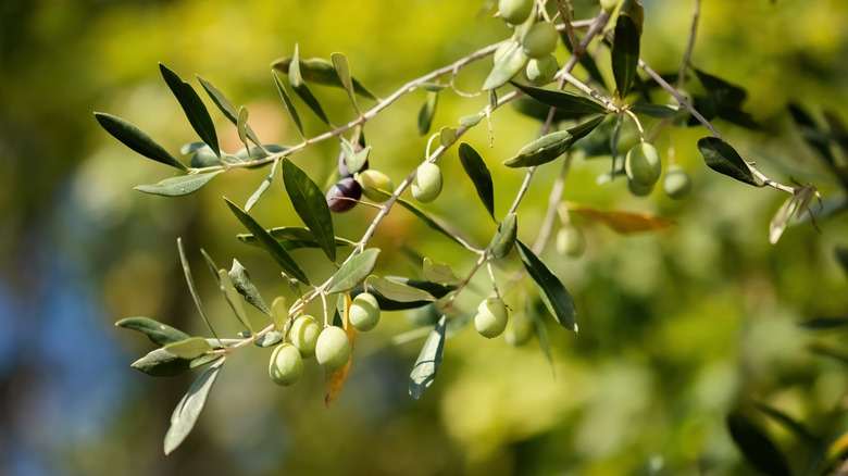 an olive branch in Italy's Marche region