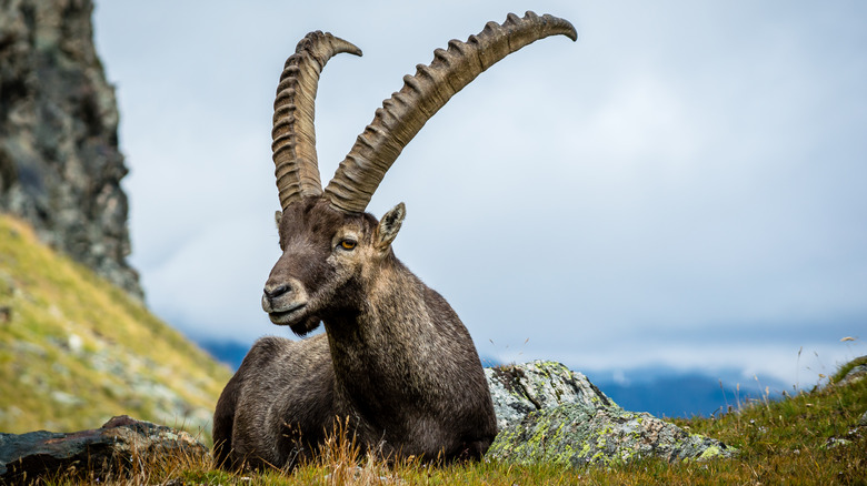 Resting Alpine Ibex