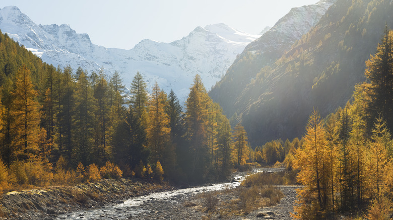 Mountains and forest by river