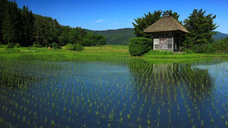 Paddy fields and rural cabin in Tono, Japan